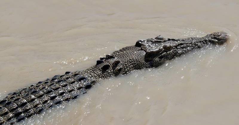 Man, 37, survives crocodile attack in FNQ