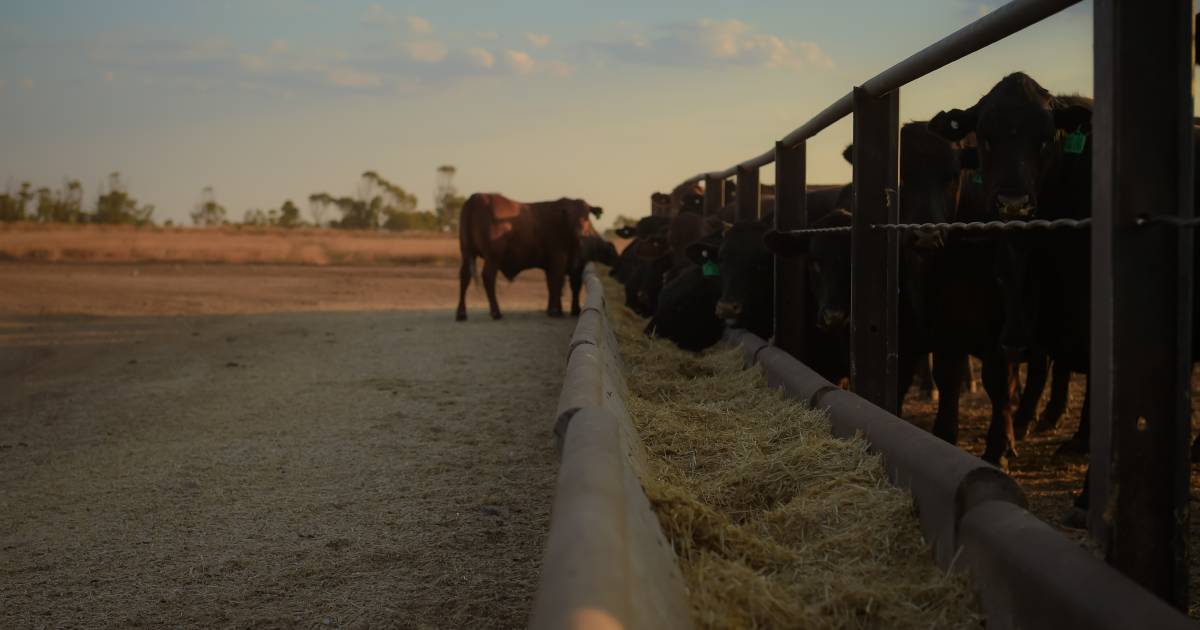 East Kooroon Feedlot development underway despite legal pushback from animal liberation group | Queensland Country Life