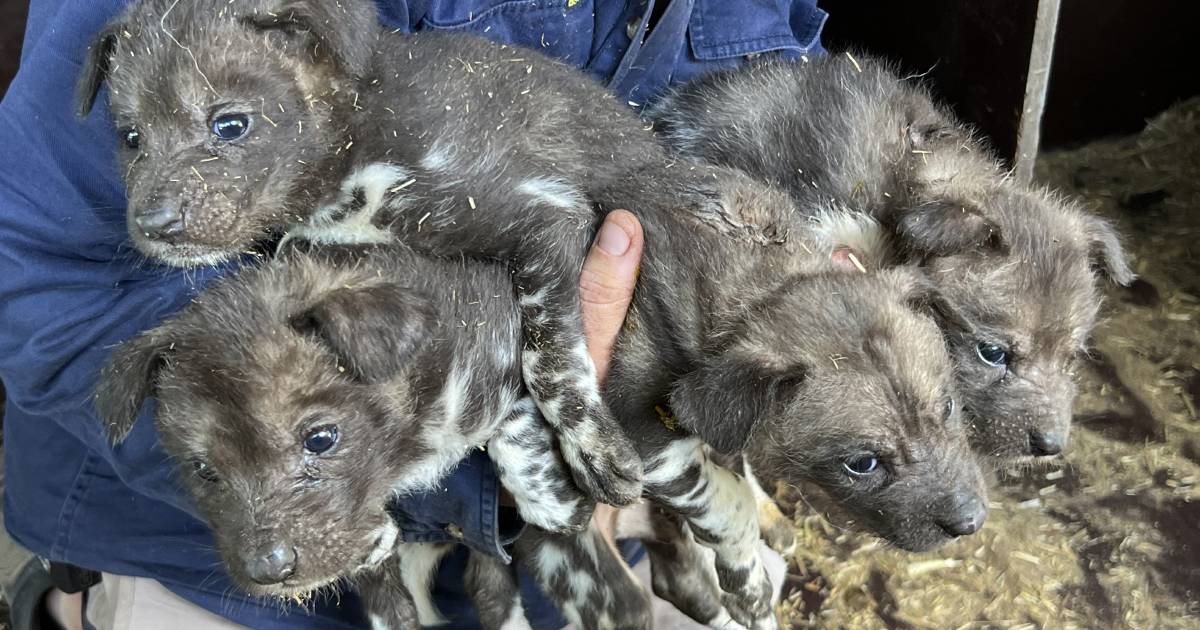 Not just your average pup: Meet the freshest endangered dogs in the Riverina