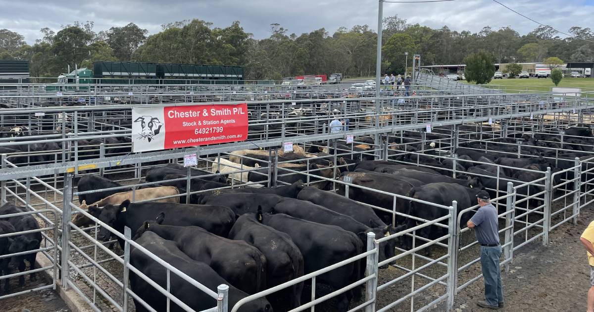 Angus cow and calf units hit $4150 at Bega