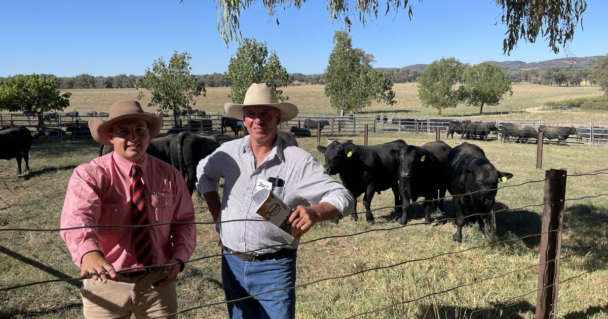 Dunoon Angus sold to $65,000