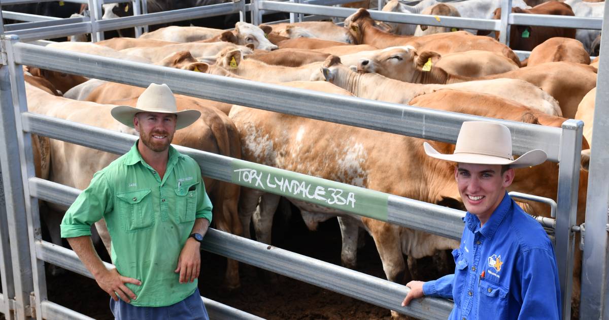 Light cattle in short supply at Roma sale, leading to a softening in the market