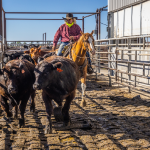 R-CALF USA member featured in documentary