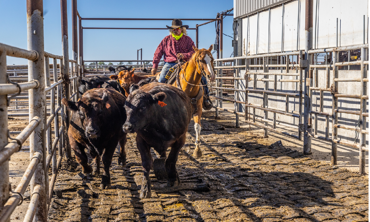 Elanco enhances PenPoint offering for feedyards