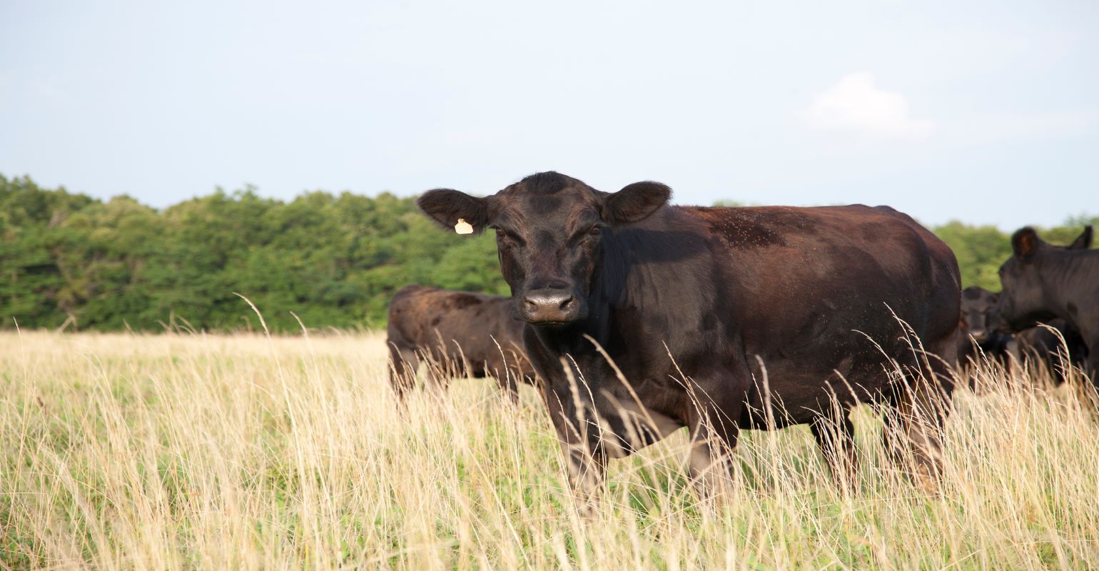 Oklahoma beef cattle numbers drop sharply