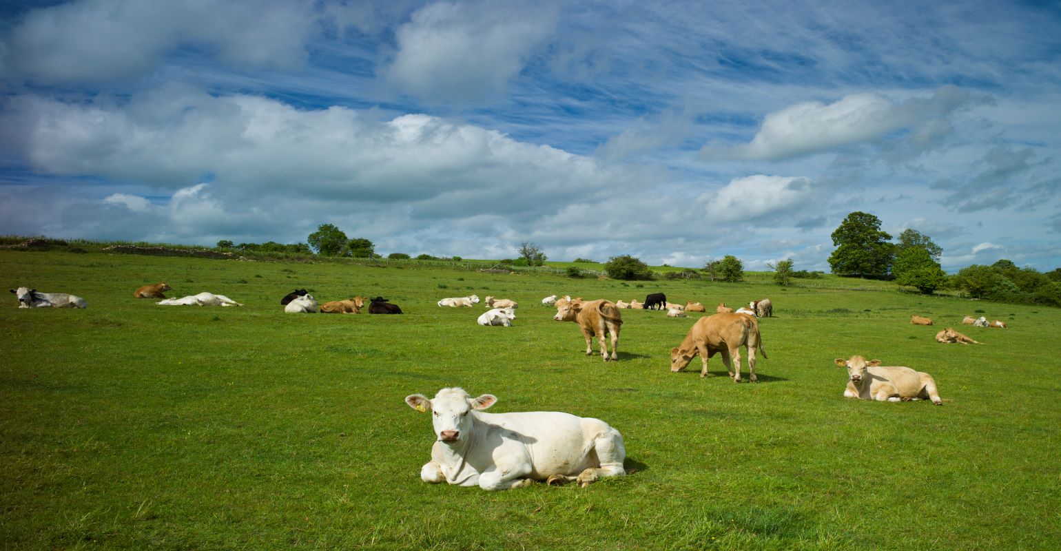 Is frost seeding | Beef Magazine