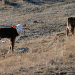 South Dakota cattleman takes reins of NCBA