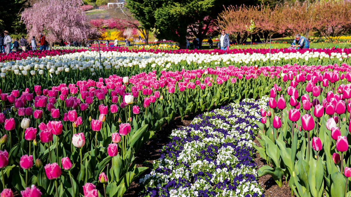 Tulip Top: Rhodin Family Garden