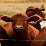 Increased warnings after cases of blood parasite found in cattle