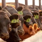 Feeder cattle basis | Beef Magazine