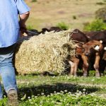 The impact of tight hay supplies on winter feeding costs