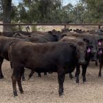 Aphid trial results not peachy for canola