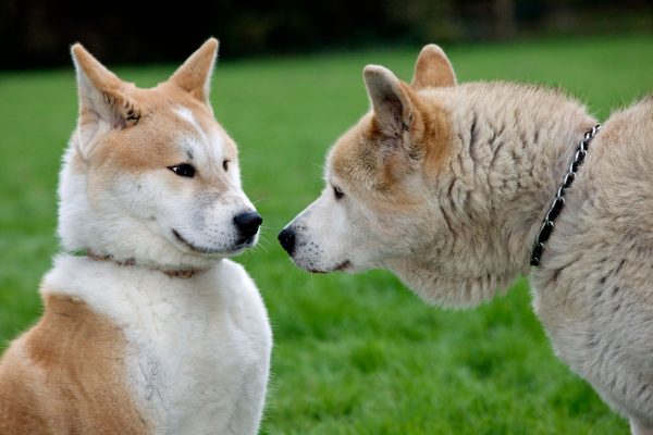 How to give your dog his confidence back when he’s been upset or disturbed by another dog, by expert trainer Ben Randall