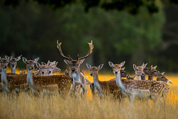 Fallow Deer: Britain’s most beautiful deer