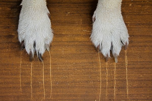 What to do if your dog is scratching things at night, by expert trainer Ben Randall