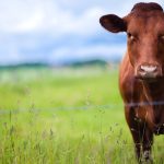 Oklahoma beef cattle numbers drop sharply