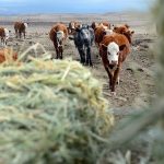 2023 Winter Management Checklist | Beef Magazine