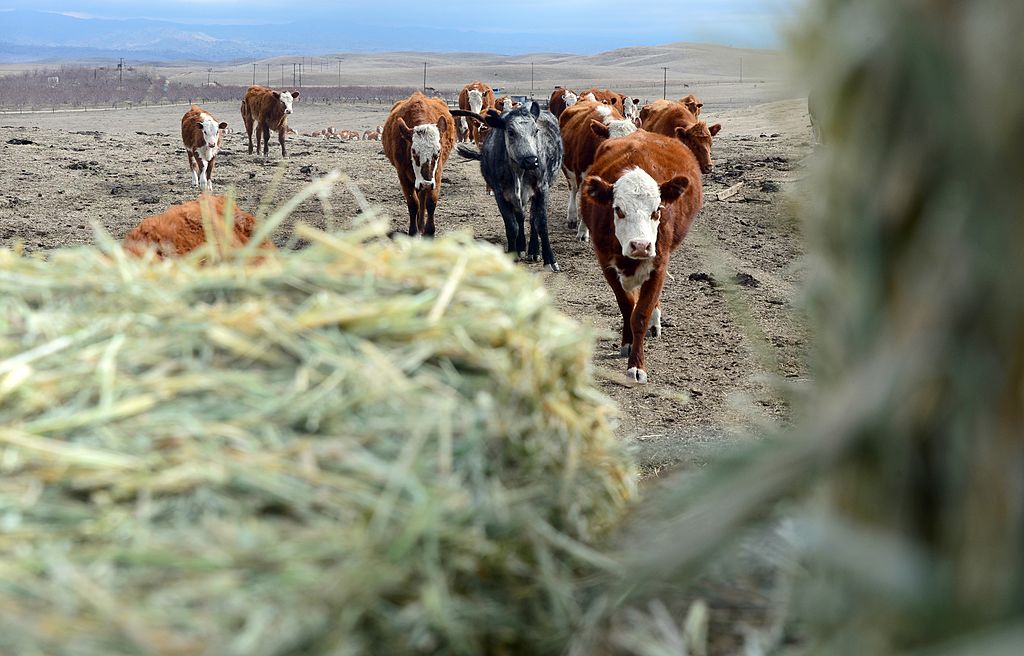 Deciphering a hay test