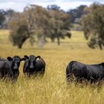 Erratic market at West Wyalong