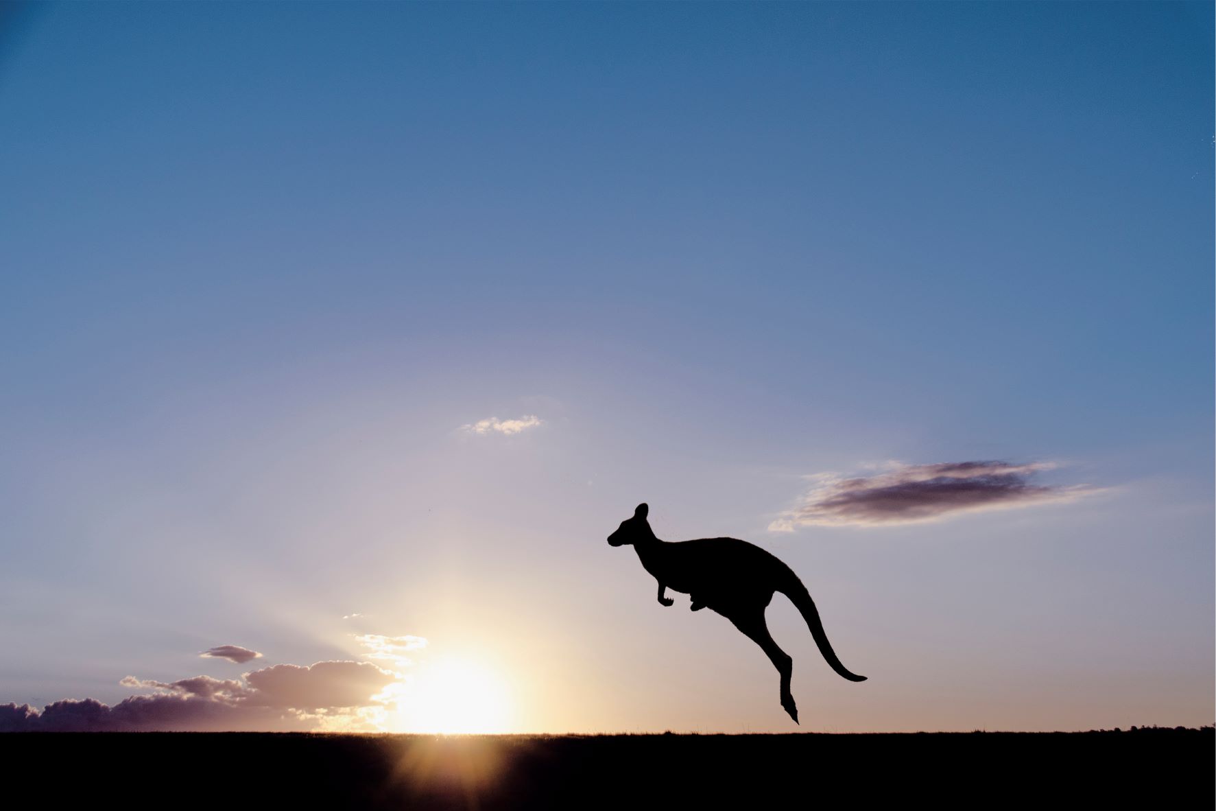 Kangaroo fecal microbes could reduce cow methane emissions