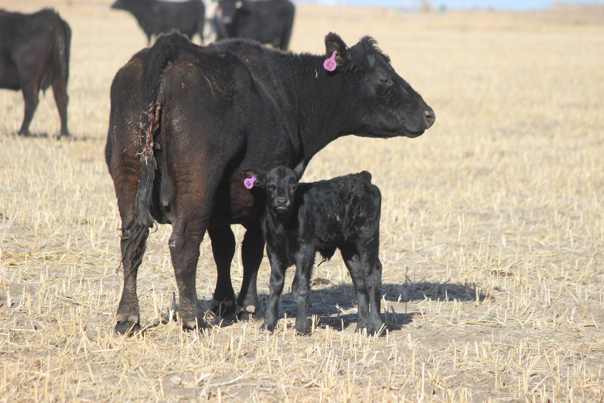 2023 Winter Management Checklist | Beef Magazine