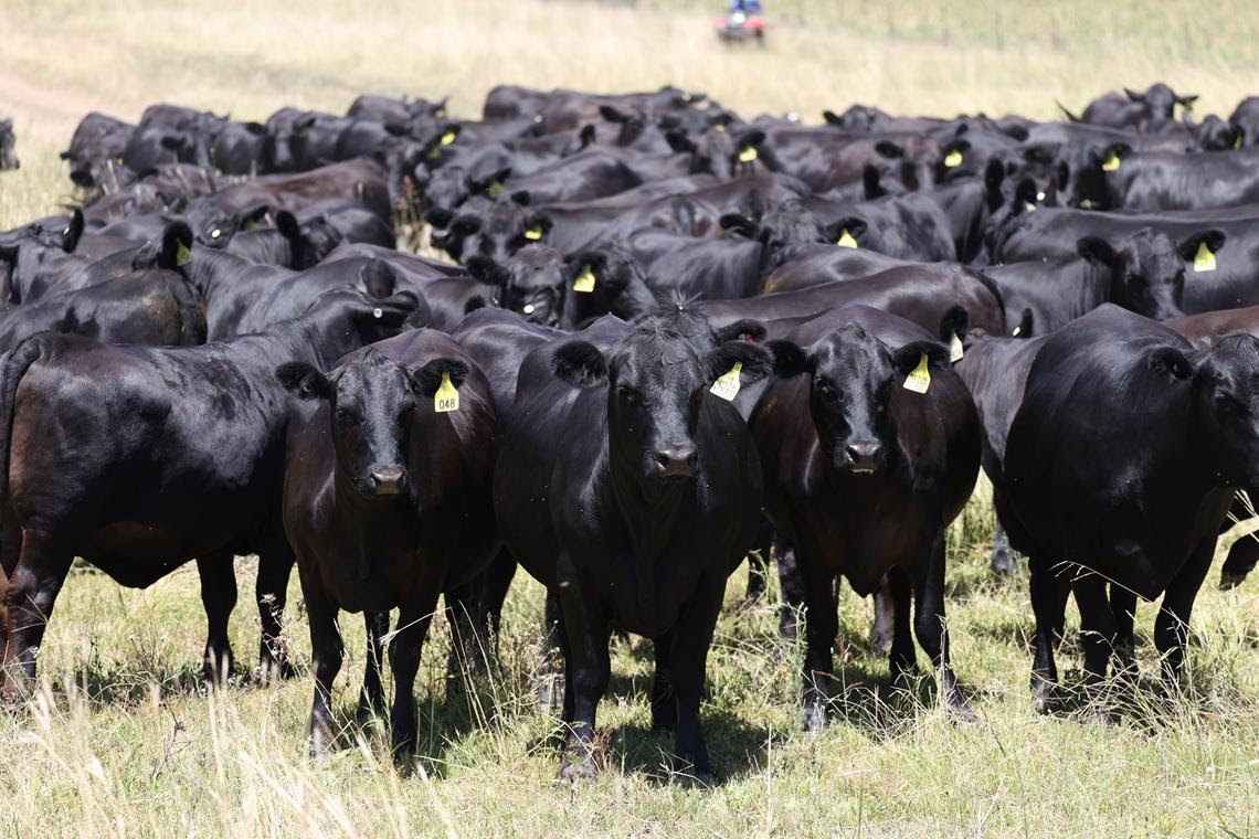 Producers profit from accurate selection decisions with Angus HeiferSELECT