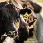 Charbray weaner steers make 352c/$753 at Charters Towers | North Queensland Register