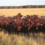 Producers profit from accurate selection decisions with Angus HeiferSELECT