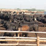 Questions raised over MLA’s 28.8 million head herd size assessment