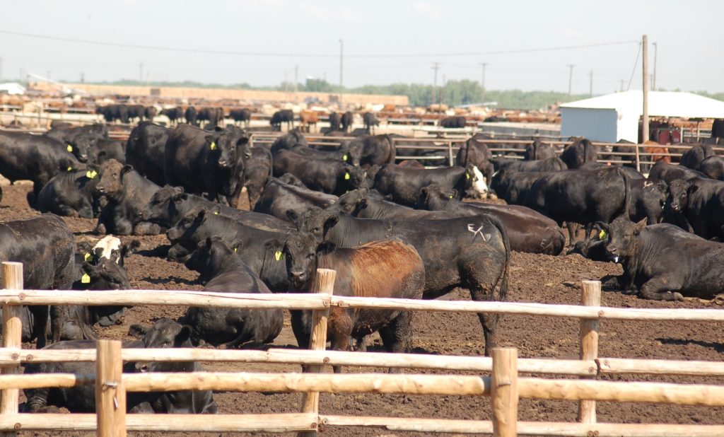 US database designed to ‘level playing field’ for cattle producers