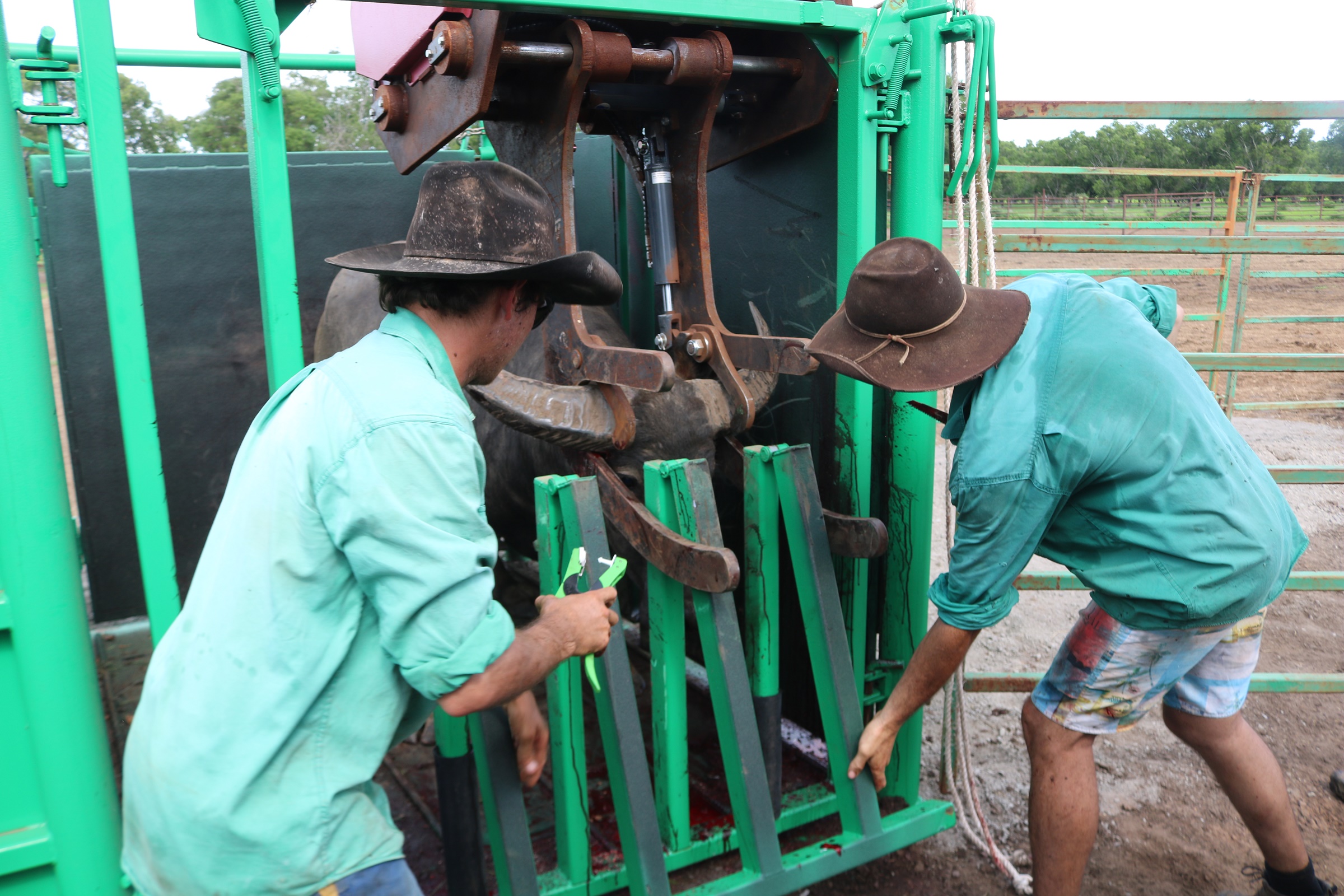 New buffalo handler delivers safety breakthrough