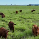 Early plant pays off for sorghum growers as prices hit yearly highs