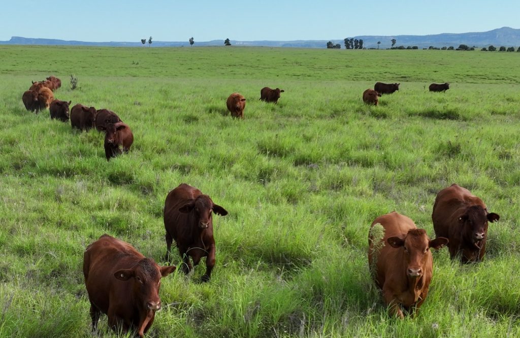 Blue ribbon ‘grass feedlot’ Wyseby portfolio hits the market