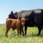 Beef cow numbers decline 3.6%