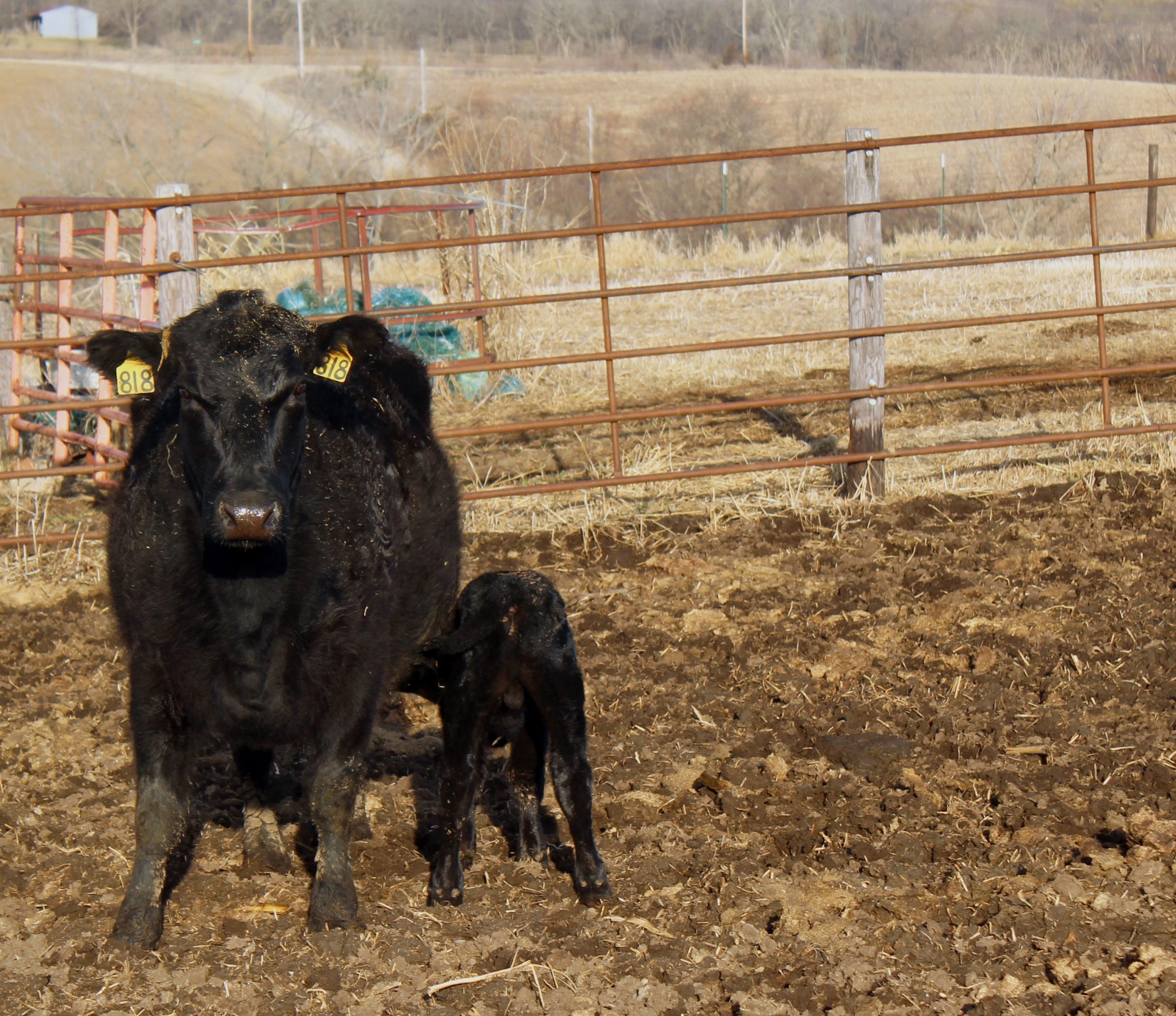 Managing calving during muddy conditions