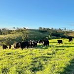 Weekly kill: Cattle prices continue rapid descent, as labour crisis comes into play