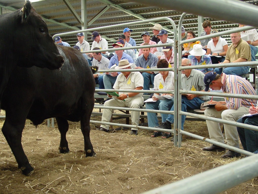 National language guidelines for cattle launched