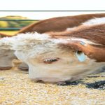 Weekly livestock comments for Jan. 27, 2023