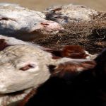 Mud management in the feedlot