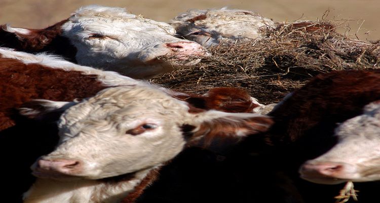 Winter hay worries | Beef Magazine