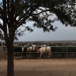 Winter hay worries | Beef Magazine