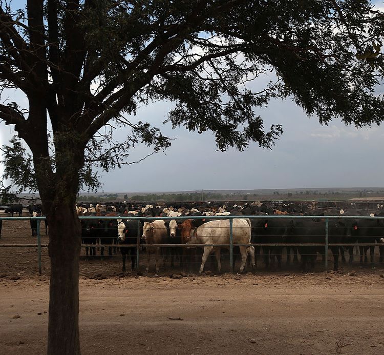 Mud management in the feedlot