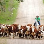 Central Queensland cotton first cab off the rank for harvest