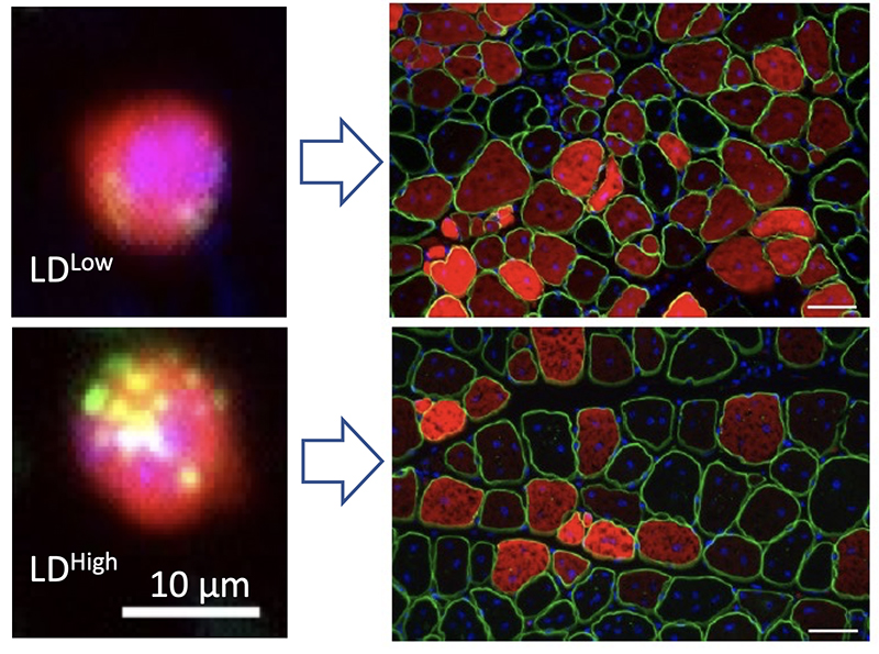 Study to define role of lipid droplets in muscle stem cell function