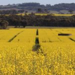 Months of floodwater overflows at Burrendong Dam receded for the first time now below 99 per cent says Water NSW | The Land