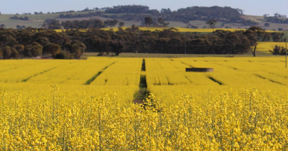 Canola demand and prices to settle