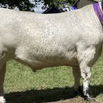 Merino results at the Crookwell Show| Photos | The Land