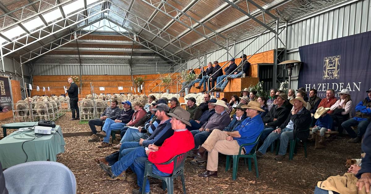 Hazeldean Merinos elite rams sold to $7500