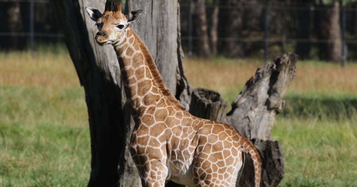 Check out the photos of the newest arrival at the zoo