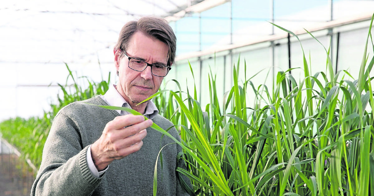 Industry research set to tackle oat rust